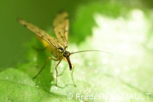 Panorpe germanique (Panorpa germanica)