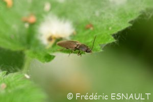 Taupin acajou (Athous haemorrhoidalis)