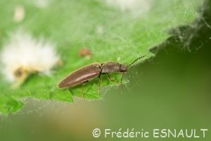 Taupin acajou (Athous haemorrhoidalis)