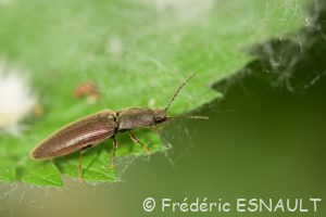 Taupin acajou (Athous haemorrhoidalis)