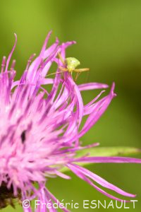 Punaise de la pomme de terre (Closterotomus norwegicus)