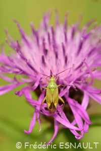 Punaise de la pomme de terre (Closterotomus norwegicus)