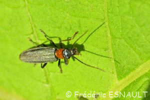 Cycliste des marais (Oedemera croceicollis)