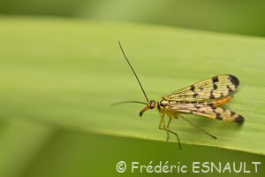 Panorpe germanique (Panorpa germanica)