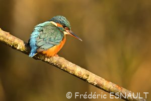 Martin-pêcheur d'Europe (Alcedo atthis)