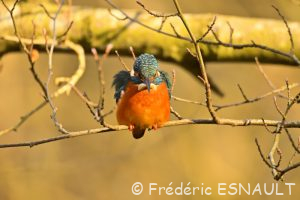 Martin-pêcheur d'Europe (Alcedo atthis)