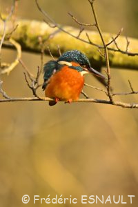 Martin-pêcheur d'Europe (Alcedo atthis)