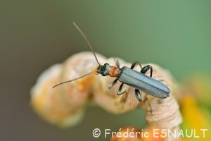 Cycliste des marais (Oedemera croceicollis)