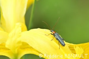 Cycliste des marais (Oedemera croceicollis)