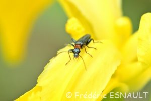 Cycliste des marais (Oedemera croceicollis)