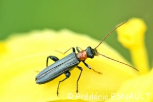 Cycliste des marais (Oedemera croceicollis)