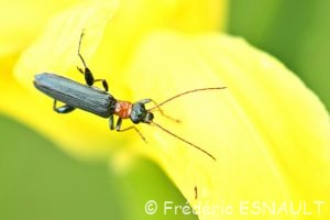 Cycliste des marais (Oedemera croceicollis)