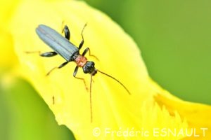 Cycliste des marais (Oedemera croceicollis)