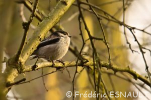 Mésange à longue queue (Aegithalos caudatus)
