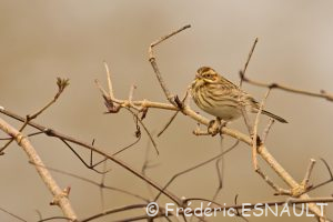 Bruant des roseaux (Emberiza schoeniclus)