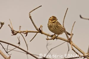 Bruant des roseaux (Emberiza schoeniclus)