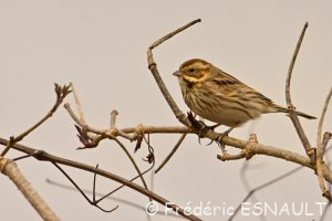 Bruant des roseaux (Emberiza schoeniclus)