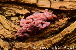 Ascocoryne sarcoïde (Ascocoryne sarcoides)