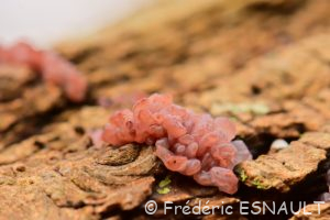 Ascocoryne sarcoïde (Ascocoryne sarcoides)