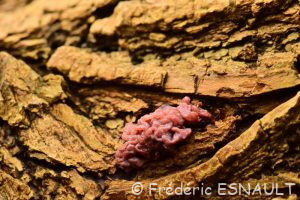 Ascocoryne sarcoïde (Ascocoryne sarcoides)