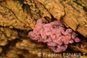 Ascocoryne sarcoïde (Ascocoryne sarcoides)