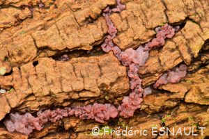 Ascocoryne sarcoïde (Ascocoryne sarcoides)