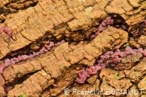 Ascocoryne sarcoïde (Ascocoryne sarcoides)