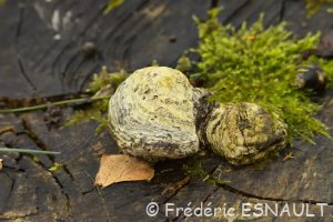Amadouvier (Fomes fomentarius)