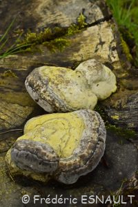 Amadouvier (Fomes fomentarius)