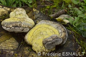 Amadouvier (Fomes fomentarius)