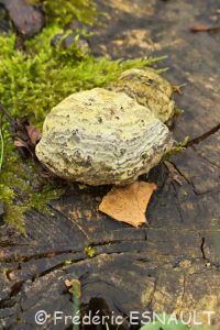 Amadouvier (Fomes fomentarius)