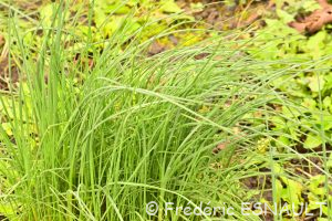 L'Ail des vignes (Allium vineale)