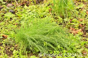L'Ail des vignes (Allium vineale)