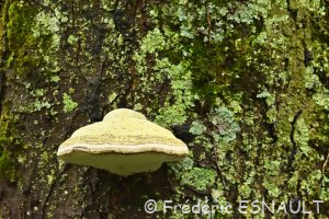 Amadouvier (Fomes fomentarius)