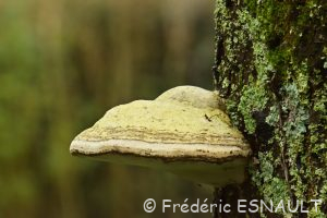 Amadouvier (Fomes fomentarius)