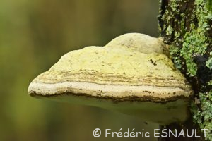 Amadouvier (Fomes fomentarius)