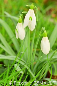 Perce-neige (Galanthus nivalis)