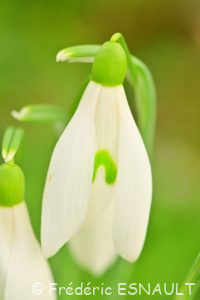Perce-neige (Galanthus nivalis)
