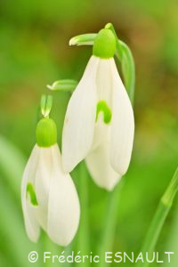 Perce-neige (Galanthus nivalis)