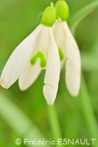 Perce-neige (Galanthus nivalis)