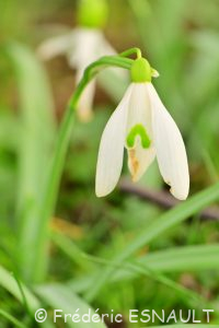 Perce-neige (Galanthus nivalis)