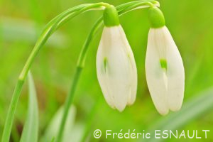 Perce-neige (Galanthus nivalis)