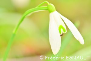 Perce-neige (Galanthus nivalis)