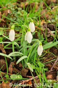 Perce-neige (Galanthus nivalis)