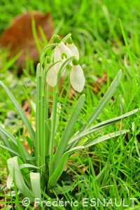 Perce-neige (Galanthus nivalis)