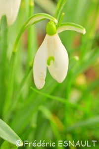 Perce-neige (Galanthus nivalis)