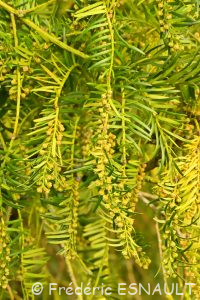 L'If (Taxus baccata)
