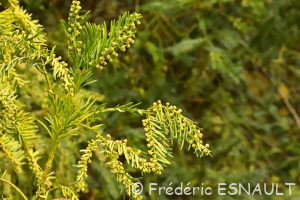 L'If (Taxus baccata)