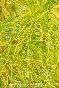 L'If (Taxus baccata)