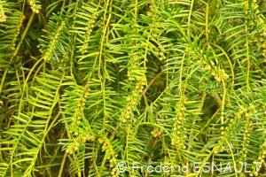 L'If (Taxus baccata)